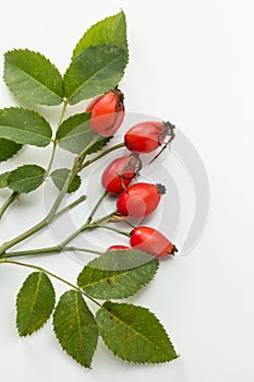 Rosehip photo