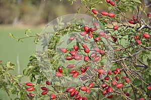 Rosehip shrub with red fruits in front of fuzzy forest and field background