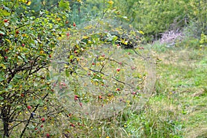 Rosehip shrub with ripe fruits