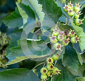 Rosehip tree with unripe fruits of berries on a summer sunny day