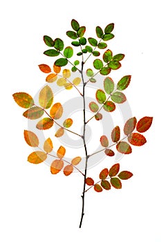 Rosehip twig with dry colored autumn leaves, autumn tree isolate on white background