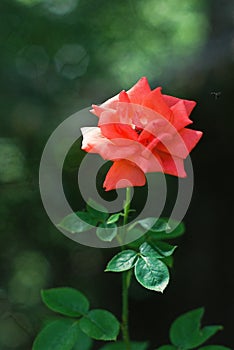 Rosehip under smooth sunlight rays Isolated subject