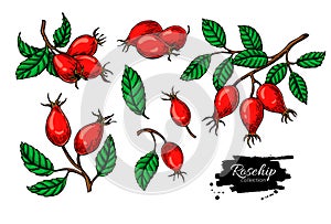 Rosehip vector drawing set.. Isolated berry branch sketch on white background. photo