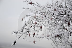 Rosehip with winter frost