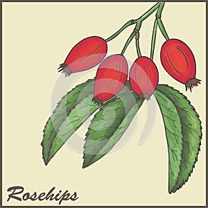 Rosehips