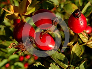 Rosehips