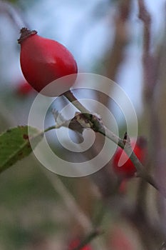 Rosehips - abstract capture