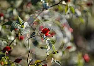 Rosehips in autumn