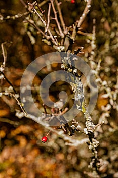 Rosehips and blackthorns - autumn fruits of nature