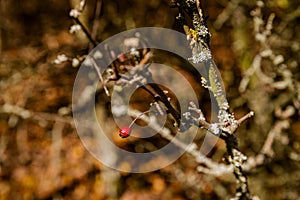 Rosehips and blackthorns - autumn fruits of nature