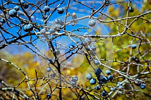 Rosehips and blackthorns - autumn fruits of nature