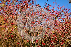 Rosehips and blackthorns - autumn fruits of nature