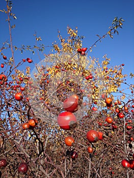 Rosehips with blue sky in the background