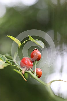 Rosehips on blurred background