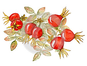 Rosehips. Branch with red berries.