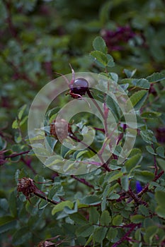 Rosehips close-up in the garden