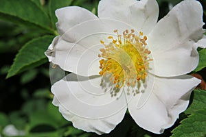 Rosehips flower in the garden, closeup