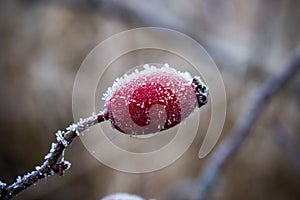 Rosehips on a frost