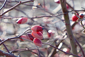 rosehips only good for making tea