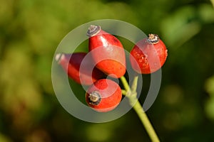 Rosehips in hometown garden