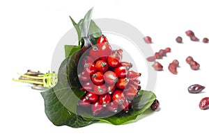 Rosehips isolated on white