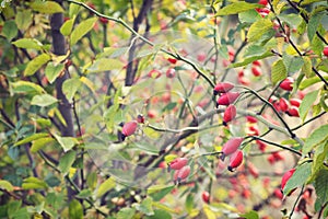 Rosehips in nature