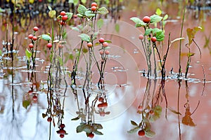 Rosehips are reflected in the water of the pond. Selective focus. photo