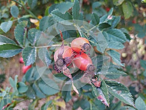 Rosehips on rosehip plant photo