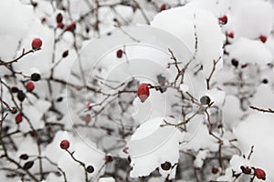 Rosehips snow