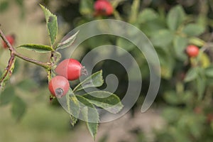 Rosehips in Southampton Old Cemetery