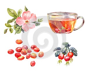 Rosehips watercolor. Tea with rose hips. Flower, berries, and in photo