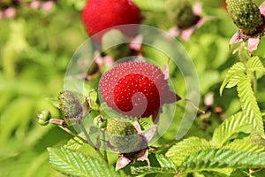 Roseleaf bramble or Mauritius raspberry or thimbleberry or bramble of the Cape. photo