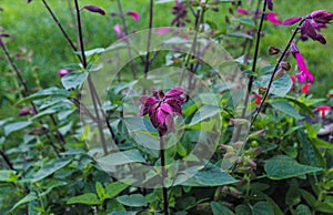 Roseleaf sage blooming alongside a petite patch of lush green grass. Salvia involucrata photo