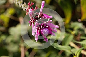 Roseleaf sage Salvia involucrata photo