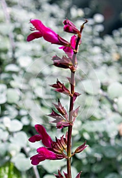Roseleaf Sage, Salvia involucrata photo