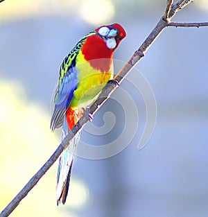 Rosella