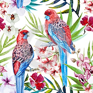 Rosella bird pattern