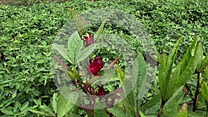 Rosella flower (roselle) with a natural background. Use as herbal drink and herbal medicine