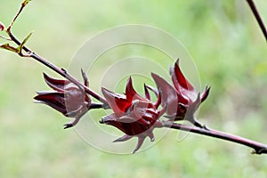 Rosella fruits on nature background