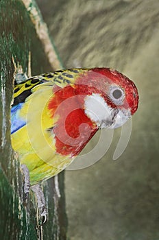 Rosella Parakeet