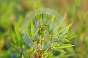 Rosella plant with a natural background in the farm