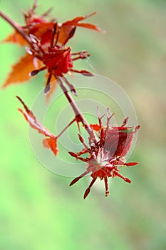 roselle biennial plant