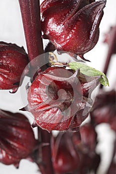 Roselle Flower photo