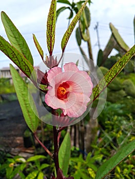 The Roselle Flower or Carcade Plant (Hibiscus Sabdariffa)
