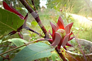 Roselle fruit / Roselle is a species of Hibiscus probably native to West Africa