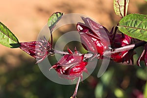 Roselle fruits (Hibiscus sabdariffa L.), Thailand