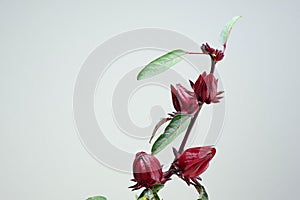 Roselle fruits on tree