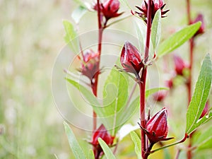 Roselle good properties reduce blood.