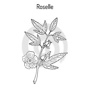 Roselle Hibiscus sabdariffa , or carcade