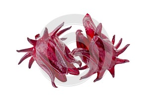 Roselle Hibiscus sabdariffa red fruit flower on white background